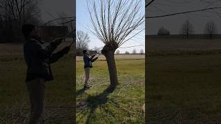 Before and After Results of Pollarding Our Willow Trees pruning willow beforeandafter shorts [upl. by Strander]