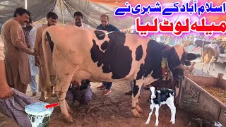 Cow Ketnay Ki Sale Hui  Holstein Friesian Cow  Manak Mor Mandi  Malumor Mandi Jhang  Cow Mandi [upl. by Kaja203]