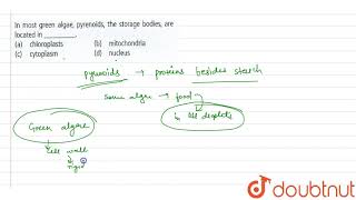 In most green algae pyrenoids the storage bodies are located in [upl. by Assiluy]