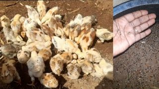 Feeding chicks termites pt3  CHICKS GROWTH EP10 [upl. by Latreece]