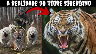 DOCUMENTÁRIO A REALIDADE DO TIGRE SIBERIANO [upl. by Thain]