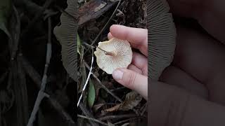 Armillaria puiggari mushroom cogumelo natureza [upl. by Yelehsa]