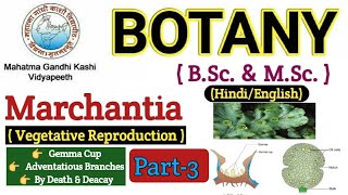 Marchantia Vegetative Reproduction in Marchantia Gemma CupGemma  BSC 1st year Botany Bryophyta [upl. by Janis618]