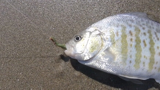 How to Catch More Surfperch Using Gulp Sandworms [upl. by Bornie212]