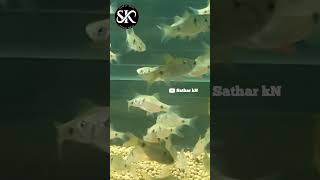 Odessa Barb shorts shortvideo subscribe satharkn [upl. by Bowyer322]