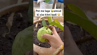 gardening 🧑‍🌾 amrud plants fruits organic terracegarden ￼ [upl. by Burty]