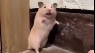 Startled Hamster NOW WITH AUDIO [upl. by Jaeger744]