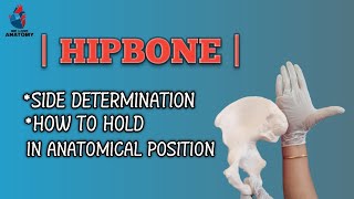 hipbone  side determination  anatomical position  bones of lower limb anatomy [upl. by Naj]