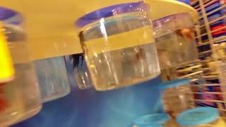 Petsmart fish abuse Betta fish [upl. by Fenn]