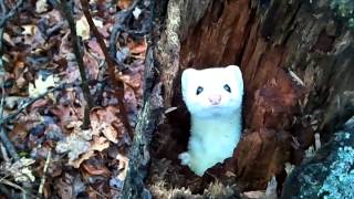 ErmineStoat in a Tree  Cute [upl. by Ebocaj]