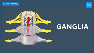 Types of ganglia  Quick Anatomy  Kenhub [upl. by Ait166]