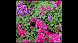 Corydalis Herb Health Benefits amp Side Effects [upl. by Sasnett]