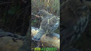 Grévol engolado  Ruffed grouse [upl. by Elatia]