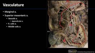 Abdominal Vasculature  Dissection Supplement [upl. by Ylle]