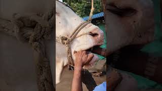 Wah ustad ji wah rooftop farming pets vet animals love earn farm [upl. by Aitel]