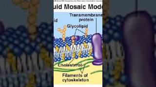 Class9biologychapter no 4 exercisefluid Mosaic Model Labellingstructurediagram [upl. by Yesiad]