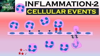 INFLAMMATION Part 2 Cellular Events Leukocyte Recruitment [upl. by Dorothea803]