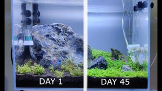 Monte Carlo Growth TimeLapse Carpeting plants Micranthemum Aquascaping Bangalore India [upl. by Eileen]