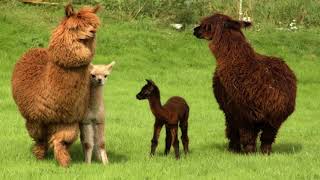 Alpacas Lamas Guanacos Vicunas HD1080p [upl. by Nylkoorb]