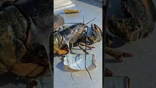 lobster molting  Maine  lobster fishing [upl. by Ahsiea]