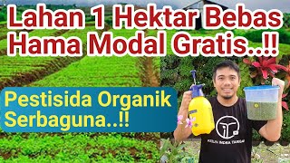 Cara membuat pestisida organik paling kuat Tanaman Bebas Hama Modal Gratis [upl. by Chellman323]