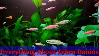 Everything About Danios Fish [upl. by Sharleen]