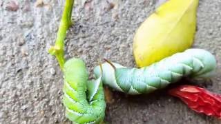 The life cycle of the Tomato Hornworm  The Rustic Sphinx [upl. by Enywad]