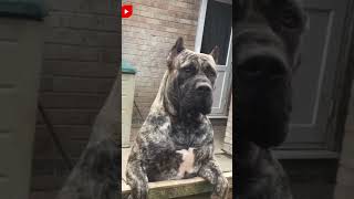 💥Dogo Argentino Vs Presa Canario ¿Cuál es mas poderoso [upl. by Anileme]