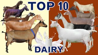 Top 10 Best Goat Breeds in the World for Milk Production with Sales Revenue in US Dollar  per Goat [upl. by Rehnberg439]