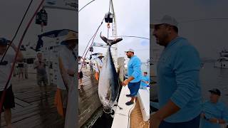 Natalia 43’ Tiara 1944 lbs big eye tuna 424 lbs yellowfin tuna and 56 lbs Mahi Mahi [upl. by Atiseret]