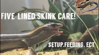 How to care for FiveLined skinks in captivity Setupfeedingect [upl. by Sukcirdor499]