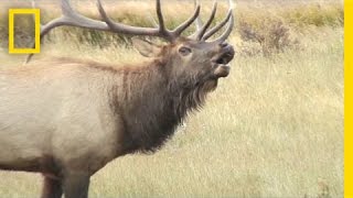 Listen These Elk Sound Terrifying Like Ringwraiths  National Geographic [upl. by Ahsiam]