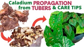 Caladium Propagation from Tubers Bulbs and Care Tips [upl. by Citron]