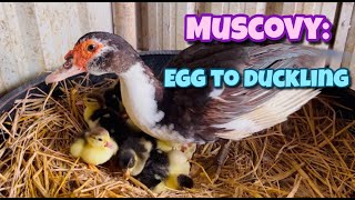 Muscovy Egg to Duckling Muscovy Duck Egg to Duckling Duckling Village Farm Andhra Pradesh [upl. by Holms766]