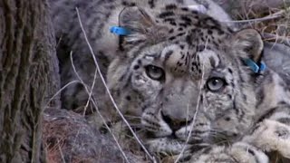 Tagging a Predator on the Hunt  Snow Leopard Beyond the Myth  BBC Earth [upl. by Llertnac891]