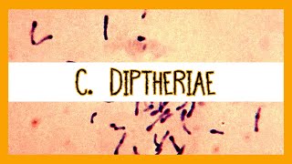 Corynebacterium Diptheriae [upl. by Roosnam]