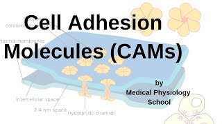 Cell Adhesion Molecules CAMs Integrins Adhesion molecules cadherinsselectins [upl. by Lemmueu]