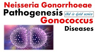 Neisseria gonorrhoeae Microbiology  pathogenesis infection Lab diagnosis treatment [upl. by Enaed768]