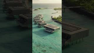 Patina Maldives  Villas Dolphin Cruise and Art shorts [upl. by Wun971]