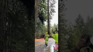 Amazing Trick Tree Cutting 🌳🌴 tree trees treecuttingtreecutterviralshorts2024shortfeedsforu [upl. by Halland]