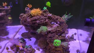 Feeding Mysis Shrimp to the Reef Tank [upl. by Arondel]