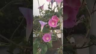 Morning glory vine  full bloom flowers  terrace garden 🙏🙏 [upl. by Ahseet]