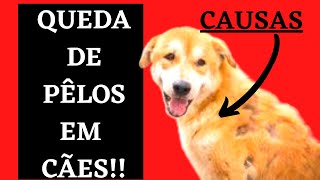 Queda de pêlos em cachorro Não aguenta mais Veja agora [upl. by Enaasiali]