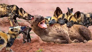 The Terrifying Moment When The Hyenas Family Was Attacked Too Wildly by Bloodthirsty Wild Dogs [upl. by Rosmunda]