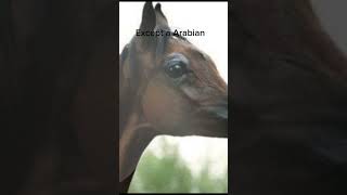 Stop overbreeding horses [upl. by Ahsekin]