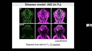 Exploiting Advantages of the Zebrafish Model for the Study of Aortopathies [upl. by Tuddor]