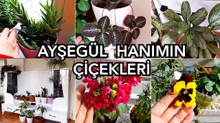 AYŞEGÜL HANIMIN ÇİÇEKLERİ 🪴⚘🌻çiçeksevgisi çiçeksevenler [upl. by Chesney]