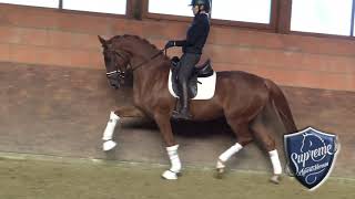 4yo Gelding by Sezuans Donnerhall [upl. by Schwarz]