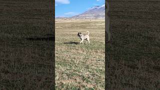 11 AYLIK ASLAN kopek doğa kangaldog köpek kangal animals kopekler köy doggerel music [upl. by Alesandrini295]