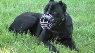 Dog wire muzzle for Cane Corso [upl. by Lavud413]